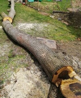 Prodám levně kmen ořešáku.