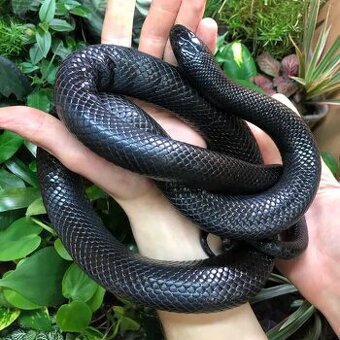 Lampropeltis mexicana Black king
