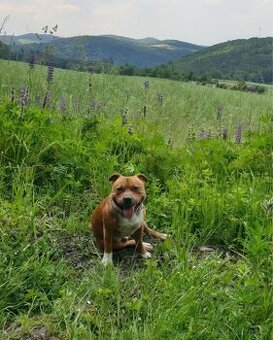 Štěňata Stafordširský bulteriér