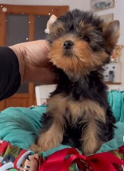 Jorkšírský terier