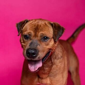 Baroš - aktivní hodný kluk, 7 let