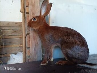 Zaječí divoce ohnivý