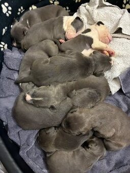 Americký stafordšírský teriér – štěňátka k odběru