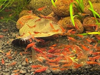 Krevetky červené Red Cherry