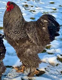 Brahmánka Velká Krahujec