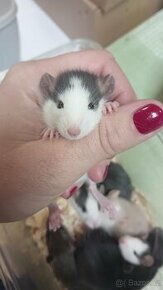 Potkan mazlík Samice - 1