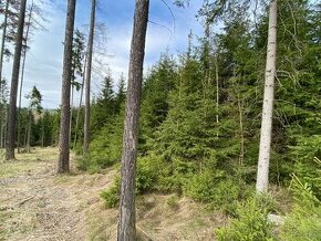 Lesní pozemek Sázavka