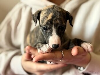 Whippet/vipet štěňátka s PP hledají milující domov 🏡