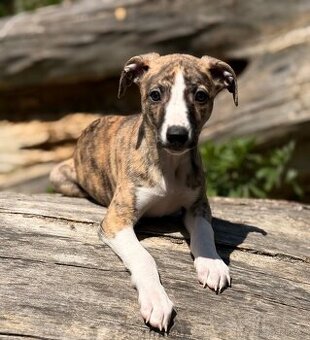 Whippet/vipet štěňátka s PP hledají milující domov 🏡