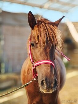 Pony s předpoklady do sportu