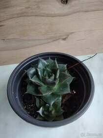 Echeveria purpusorum