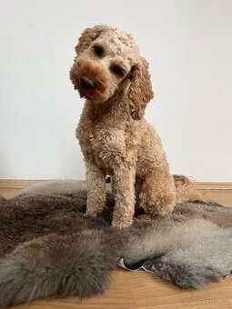 Krytí pudl cockapoo/cockerdoodle - 1
