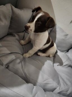 Jack Russel
