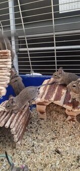 Osmák Degu