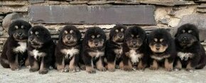 TIBETSKA DOGA ŠTĚŇÁTKA S PP