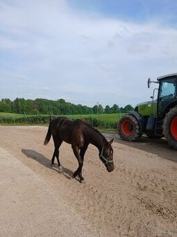 Prodám ročního hřebečka QH