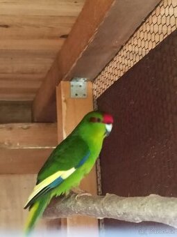 Kakariki
