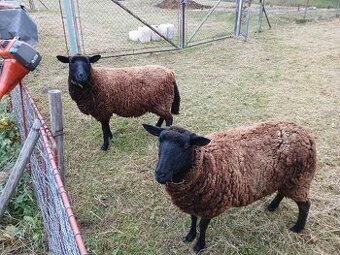 Prodej mladých ovcí