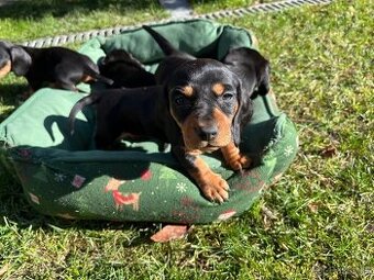 Jezevčík trpasličí