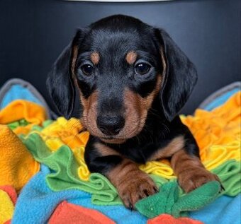 Jezevčík trpasličí