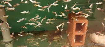 endlerky - živorodka wingeova