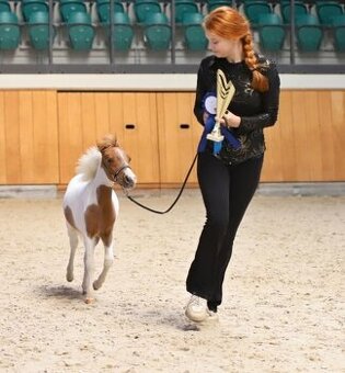 Kobylka AMHA- minihorse- rezervace