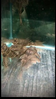 Specializovaná akvaristika