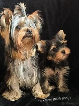 Jorkšírský teriér s PP