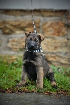 Německý ovčák s PP