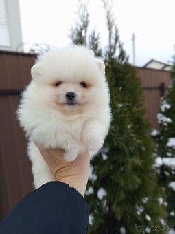 Pomeranian čistokrovený špic