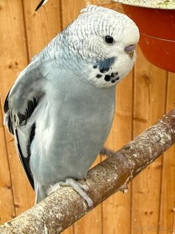 mladé andulky neobvyklé barvy