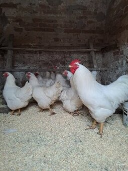 Násadová vejce Australky, Hempšírky a Plymutky bílé