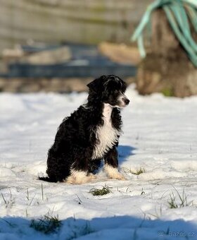 Čínský chocholatý pes labutěnka s PP