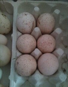 Násadová vejce - krůta, kachna - 1