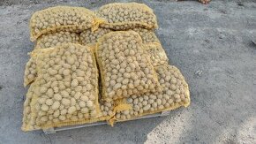 Prodám kvalitní sadbu brambor odrůda ANTONIA