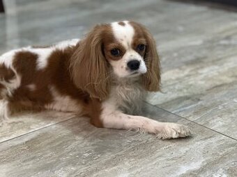 Prodám  fenku king charles  spanel