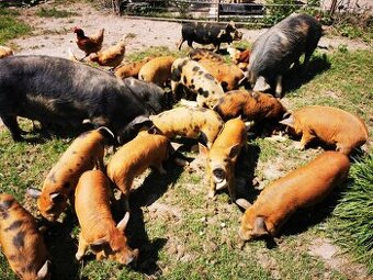 Kune Kune