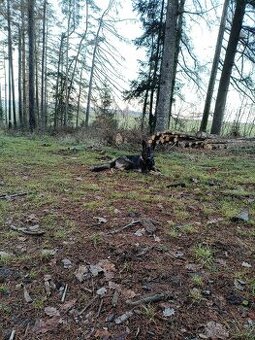 Německý ovčák vlkošedá