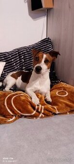 Jack Russell teriér
