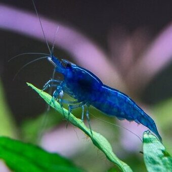 Krevetka Neocaridina var. Blue Dream