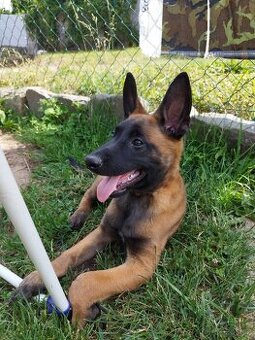 🐾 Anubis – jemný mazlík Malinois s PP hledá svůj tým 🐾
