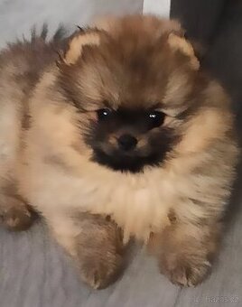 Pomeranian s PP.