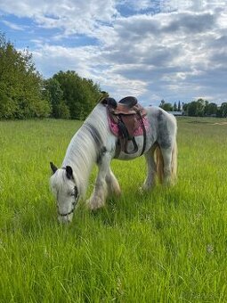 Valach irsky cob LEVNĚ