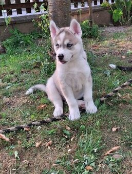 Sibiřský husky - Kluk