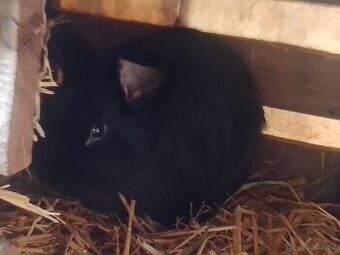 králíci, králíky, králík