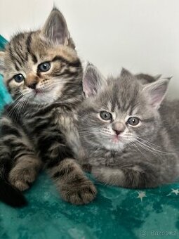 Britské whiskas koťata