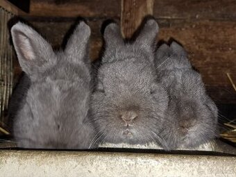 Zakrslí králíčci s rodokmenem