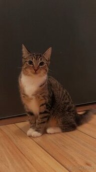 7 měsíční koťátko