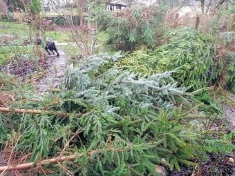 Vánoční stromečky