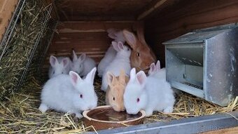 Prodám samici s mláďaty (8ks)